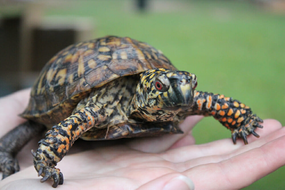 The Nature Zone - LYH – Lynchburg Tourism