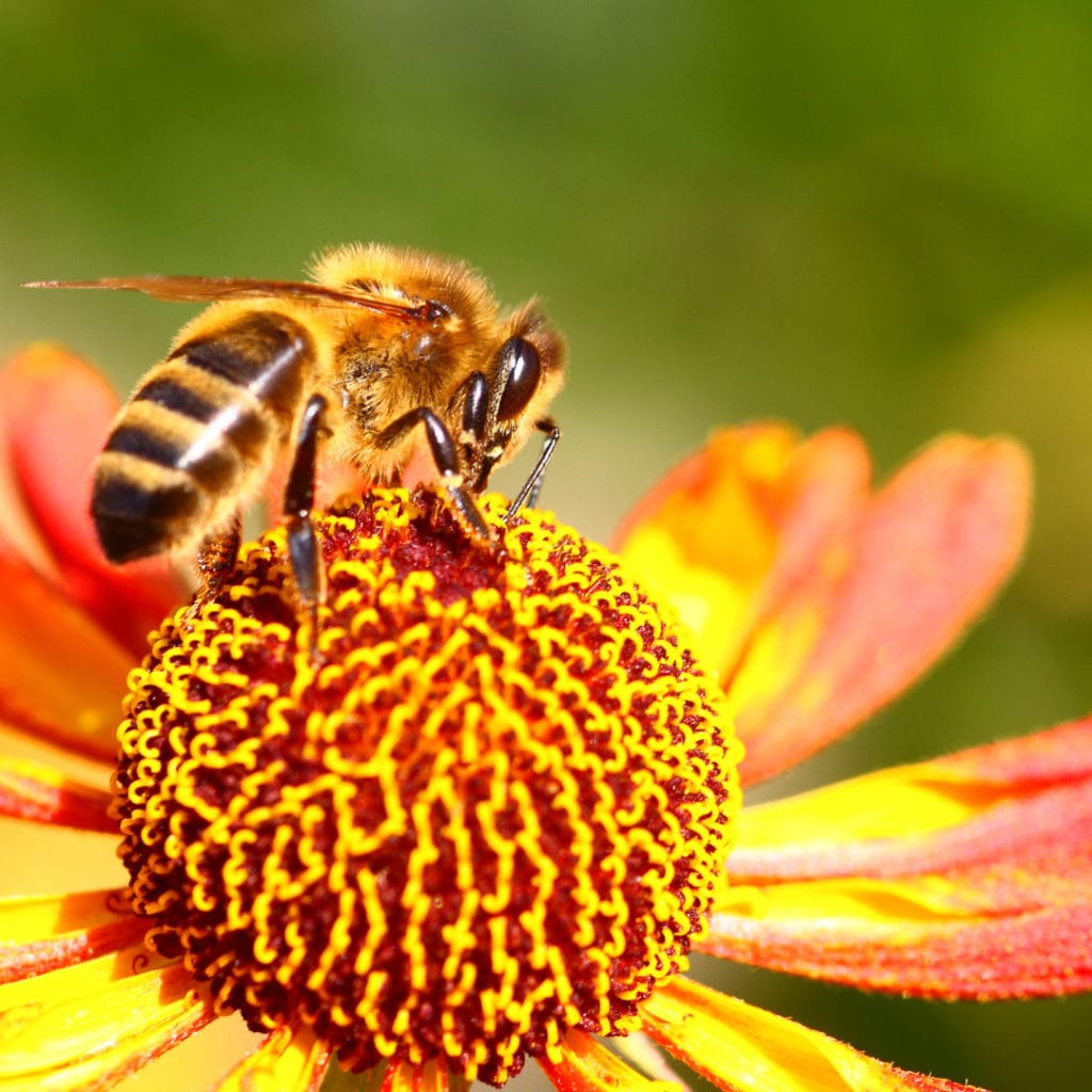 Pollinator Gardens - Lyh – Lynchburg Tourism